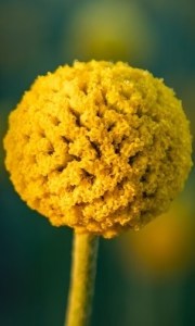 Craspedia globosa Billy Button9